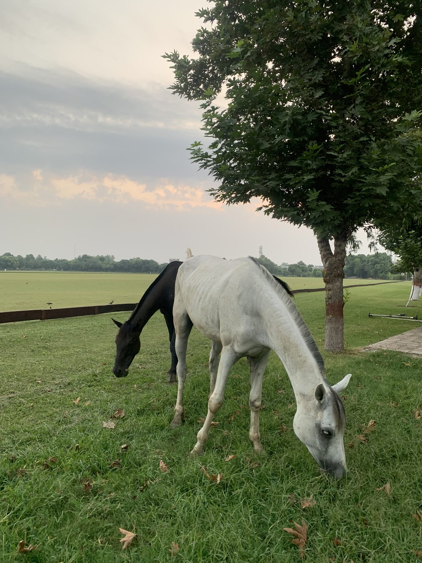 A grey horse grazing